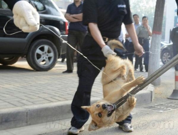 四川“殺狗令”：野犬/烈性犬/大型犬統統干掉