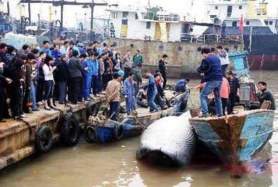震驚！男子清理污水抓到大魚 網友：放了河神