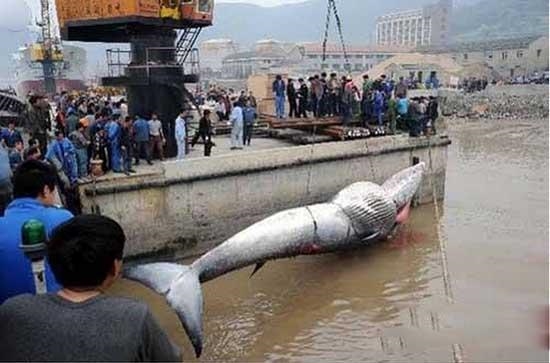 震驚！男子清理污水抓到大魚 網友：放了河神