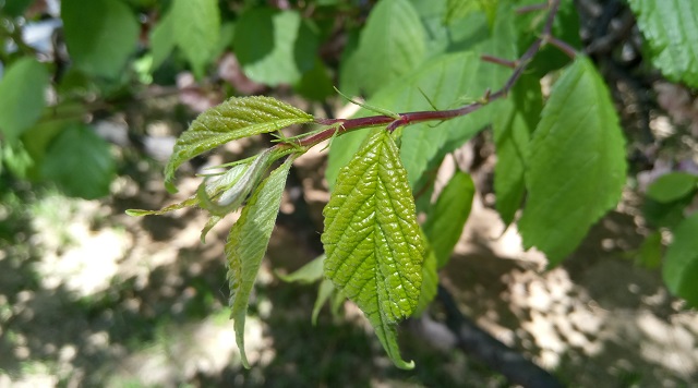 生態PK體驗 樂2和紅米Note3系統與拍照對比