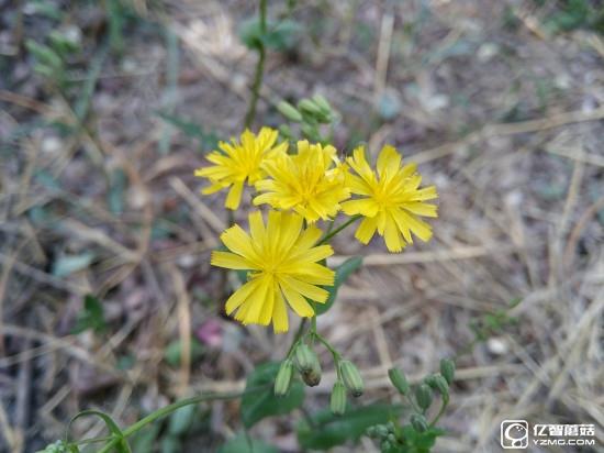 華為G9評(píng)測(cè)：與華為P9/榮耀V8定位不同