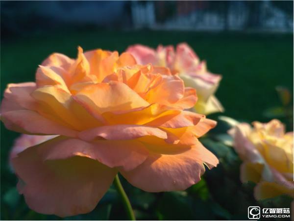 699元紅米3S深度評測：驍龍430、MIUI 8是亮點