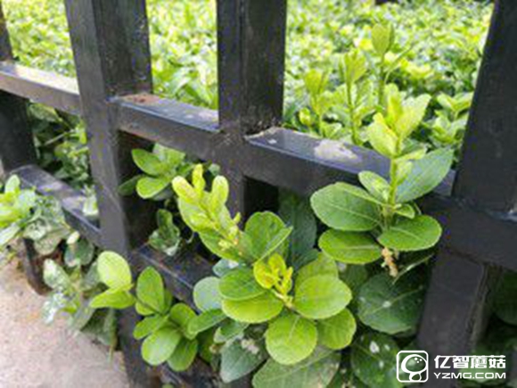 適合手機推薦 標題待定     （不發布） 