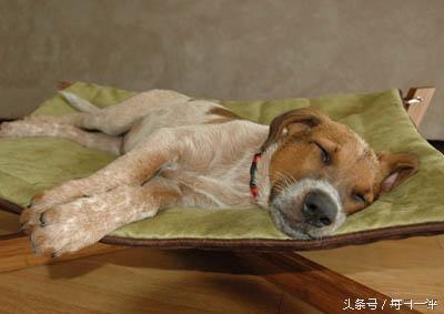 寧愿賣雞排也不搞互聯(lián)網(wǎng)的臺灣怎么了?