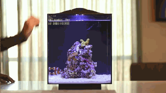 想要魚兒更健康地成長(zhǎng)？ 看看這款智能水族箱