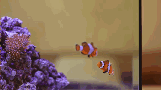 想要魚兒更健康地成長(zhǎng)？ 看看這款智能水族箱
