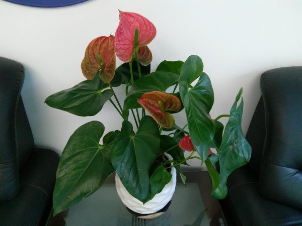ZUK Z2和紅米Pro拍照哪個好？樣張區別對比