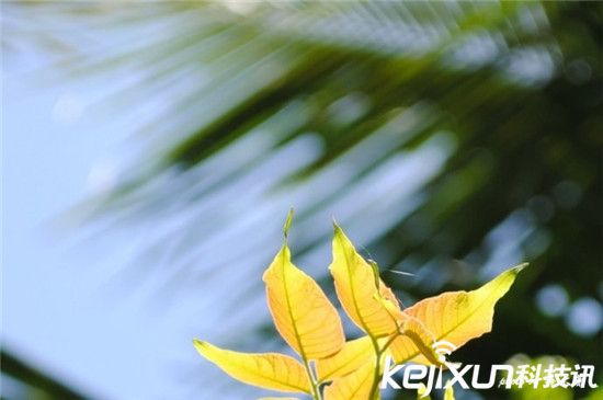 如何拍攝出美麗漂亮的虛化照片：焦外成像的核心
