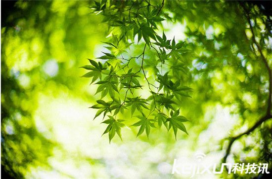 如何拍攝出美麗漂亮的虛化照片：焦外成像的核心