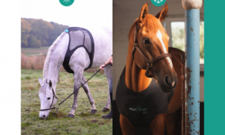 Equisense Care是名副其實的馬甲：專為馬設計的可穿戴設備