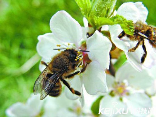 無人機替代蜜蜂授粉 應對蜂群崩壞癥候群