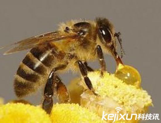 無人機替代蜜蜂授粉 應對蜂群崩壞癥候群