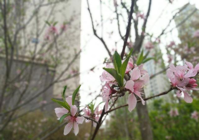 堅果3值得買嗎？錘子堅果3評測