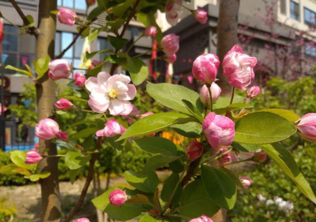 堅果3值得買嗎？錘子堅果3評測