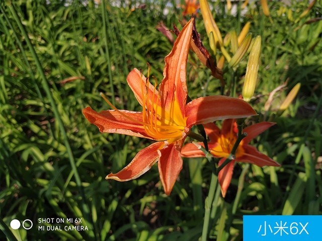 聯(lián)想Z5、小米6X、魅藍(lán)E3拍照對比評(píng)測 千元機(jī)相機(jī)對決