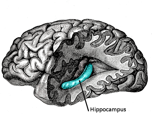 科學家在海馬體中發現跟勇敢有關的細胞：或能助治療焦慮癥