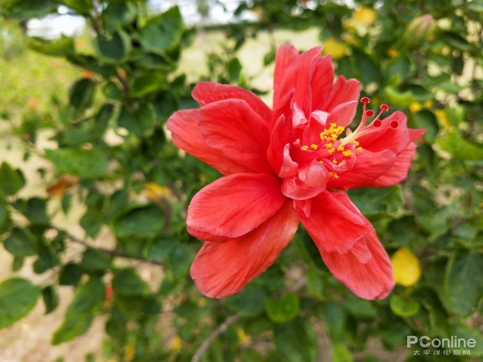 花